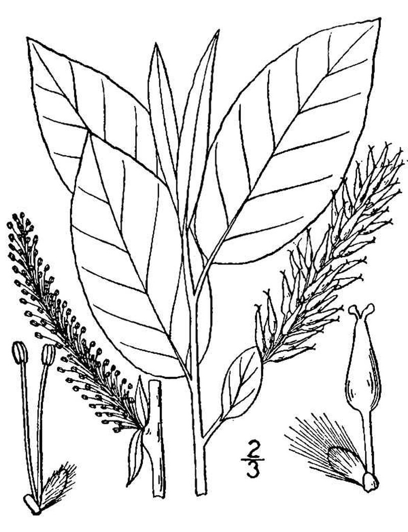 Balsam Willow photo 4