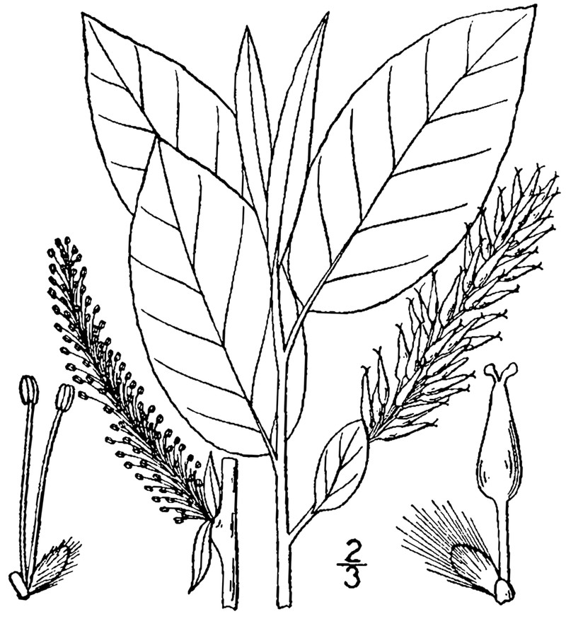 Balsam Willow photo 5