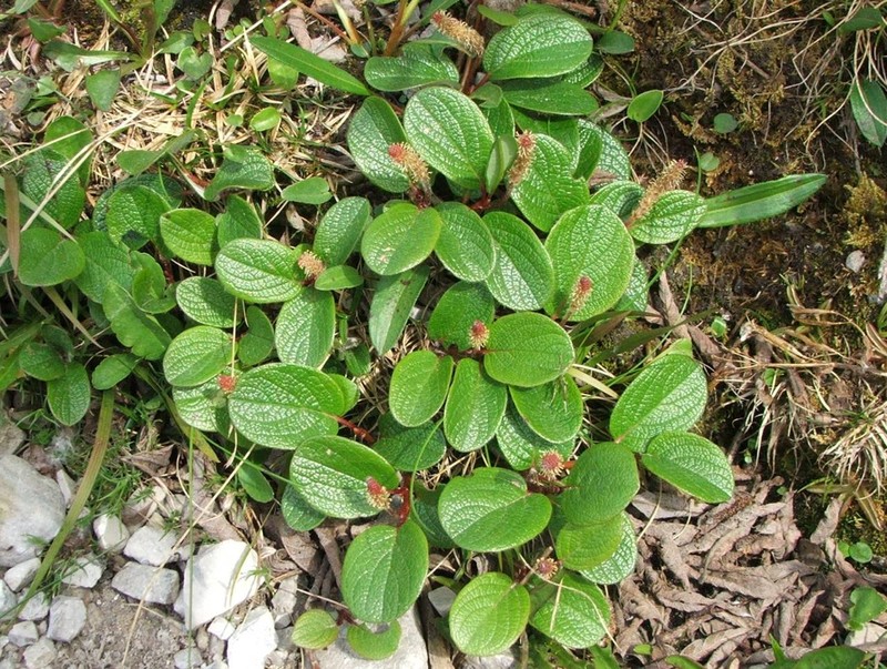 Netleaf Willow photo 3