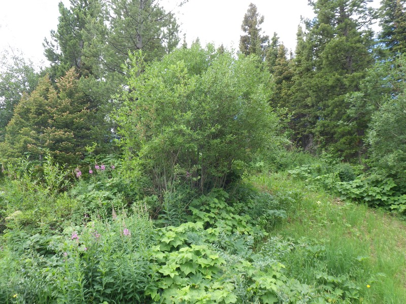 Scouler's Willow photo 5
