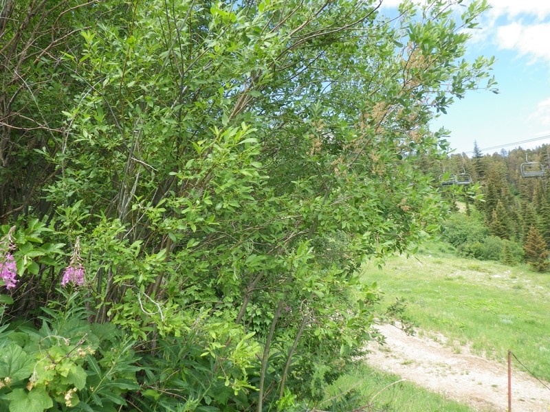 Scouler's Willow photo 6