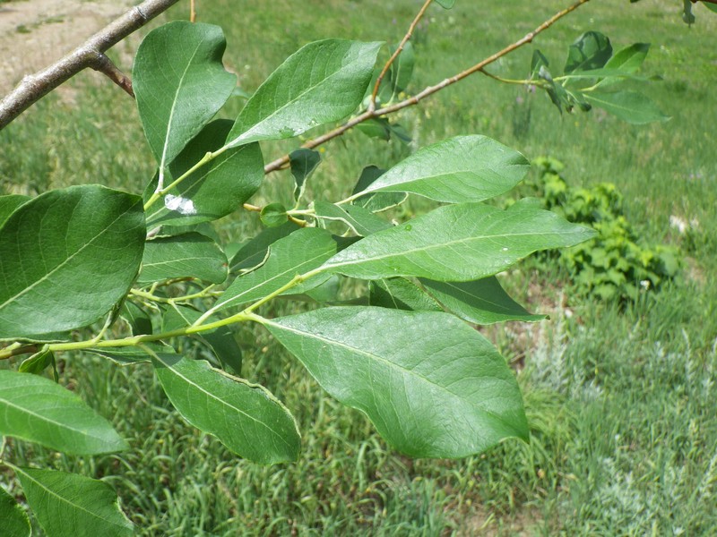 Scouler's Willow photo 7
