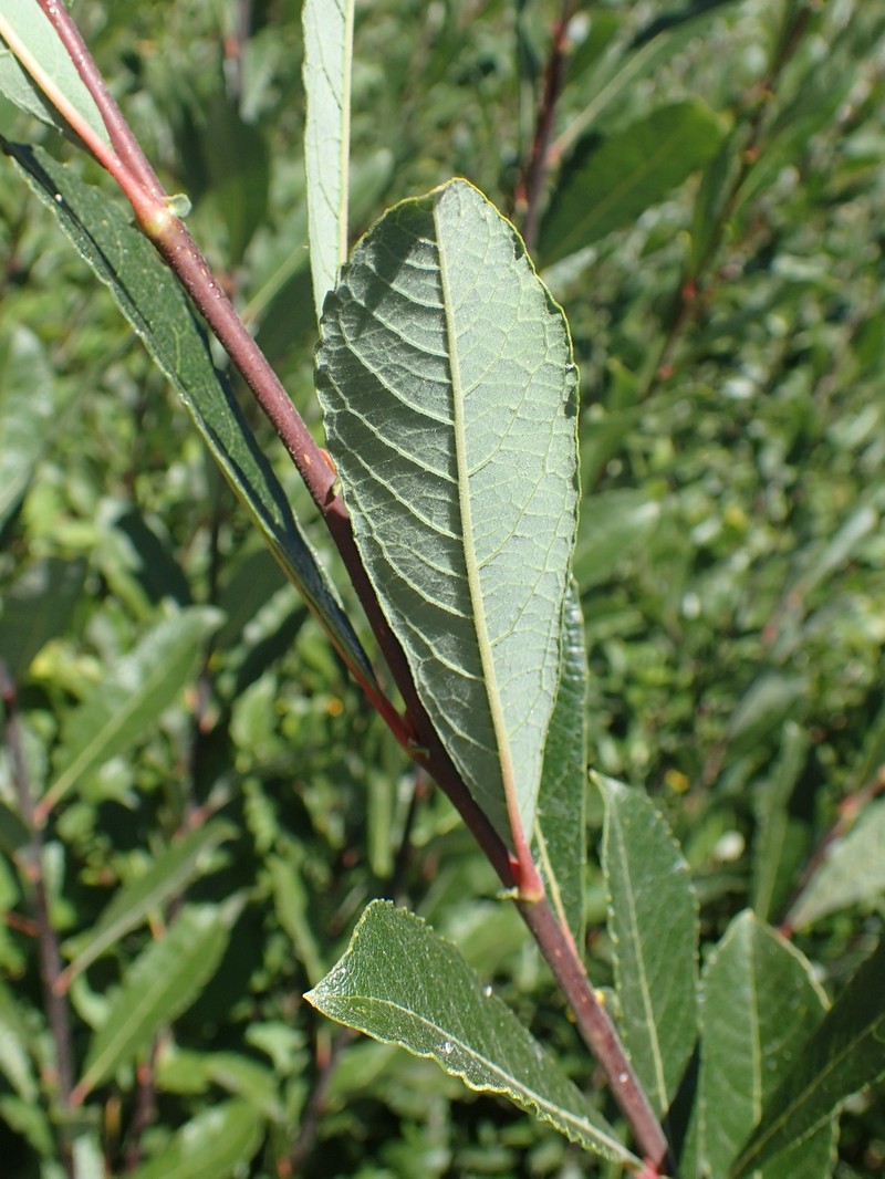Scouler's Willow photo 2