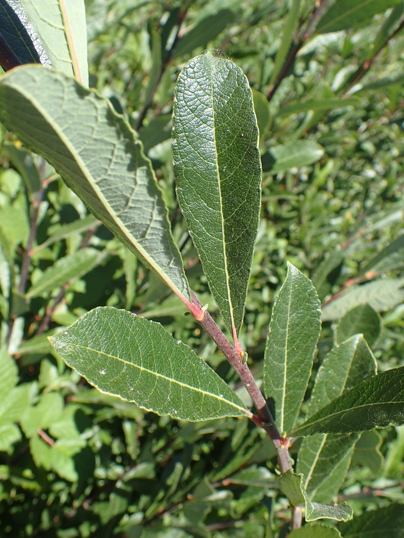 Scouler's Willow photo 3