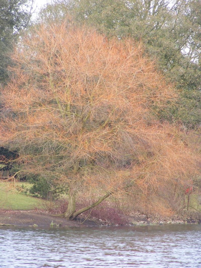 Weeping Willow