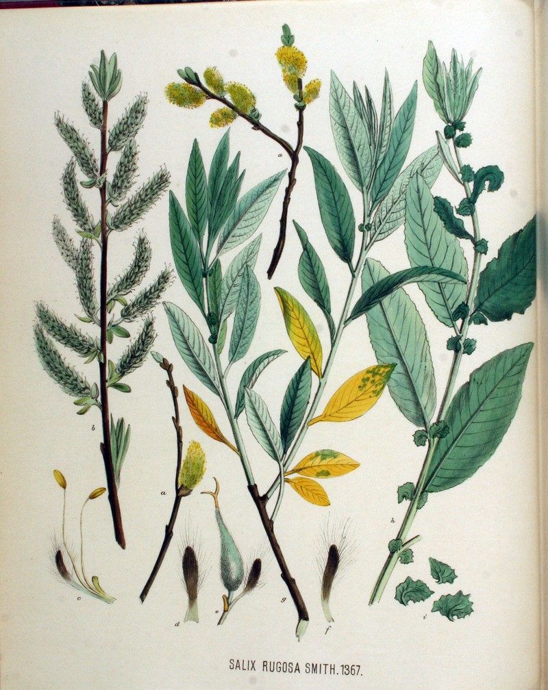 hybrid willow