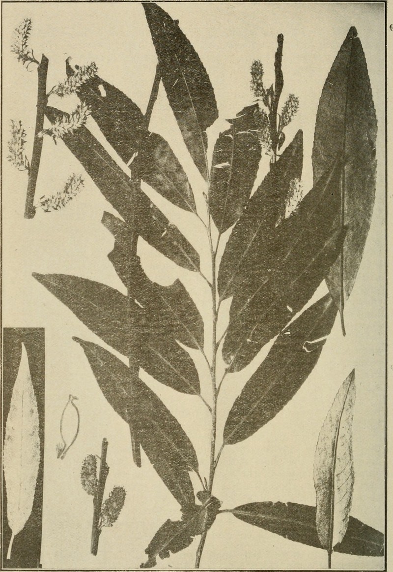 Silky Willow photo 2