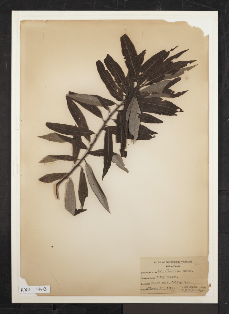 Silky Willow photo 3