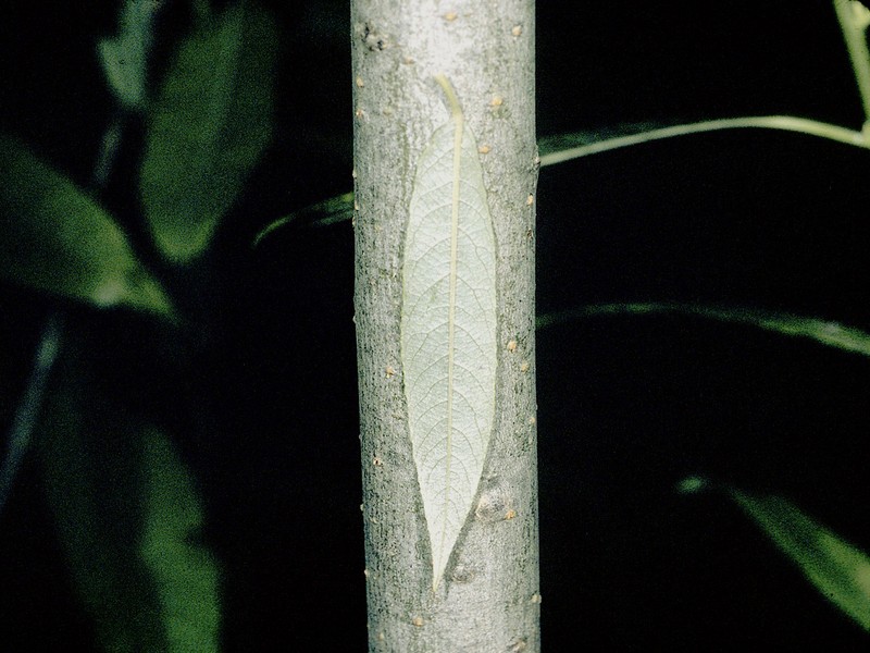 Silky Willow photo 4