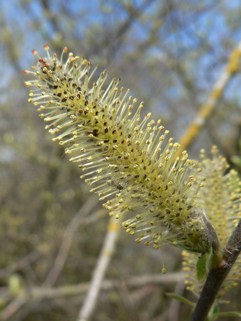 Sitka Willow photo 4