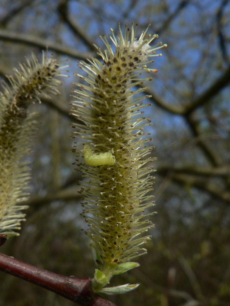 Sitka Willow photo 2
