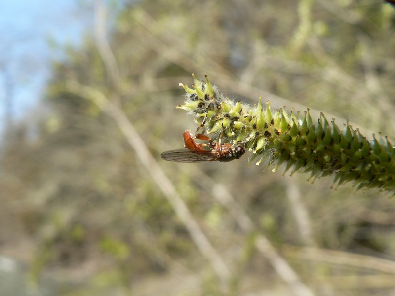 Sitka Willow photo 3