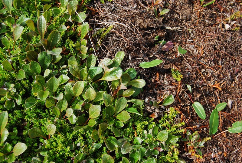 Wedgeleaf Willow