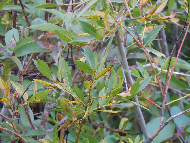 Sprouting Leaf Willow photo 2