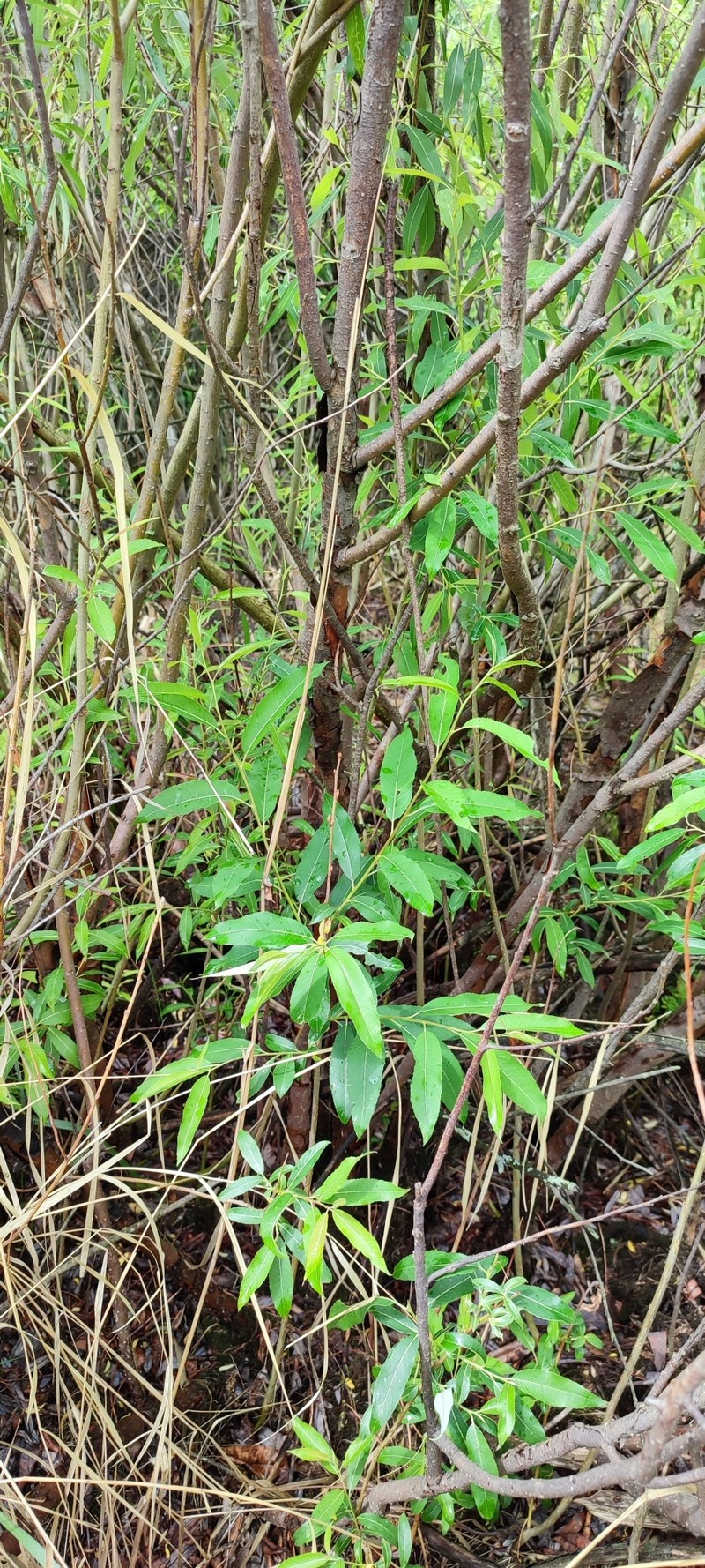 Almond Willow photo 3