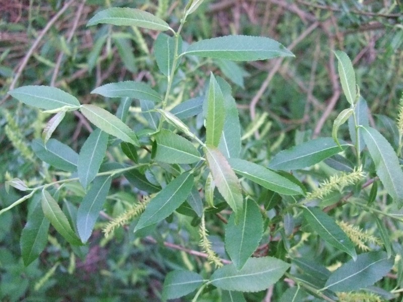Almond Willow photo 2