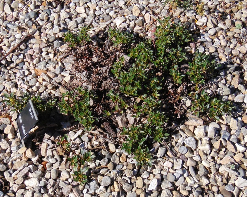 Bearberry Willow photo 4