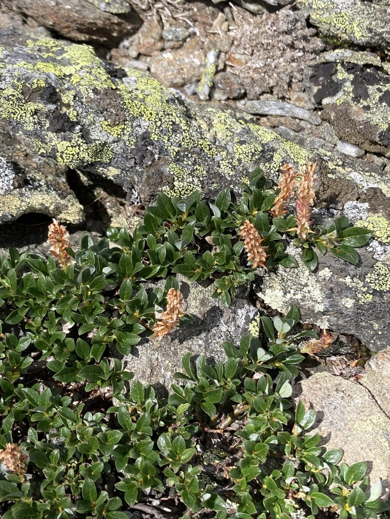 Bearberry Willow photo 5