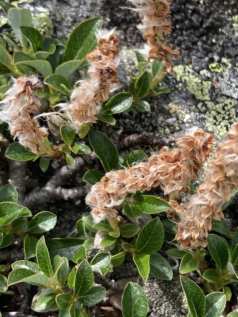 Bearberry Willow photo 6