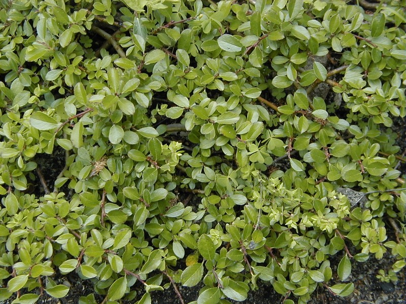 Bearberry Willow photo 2