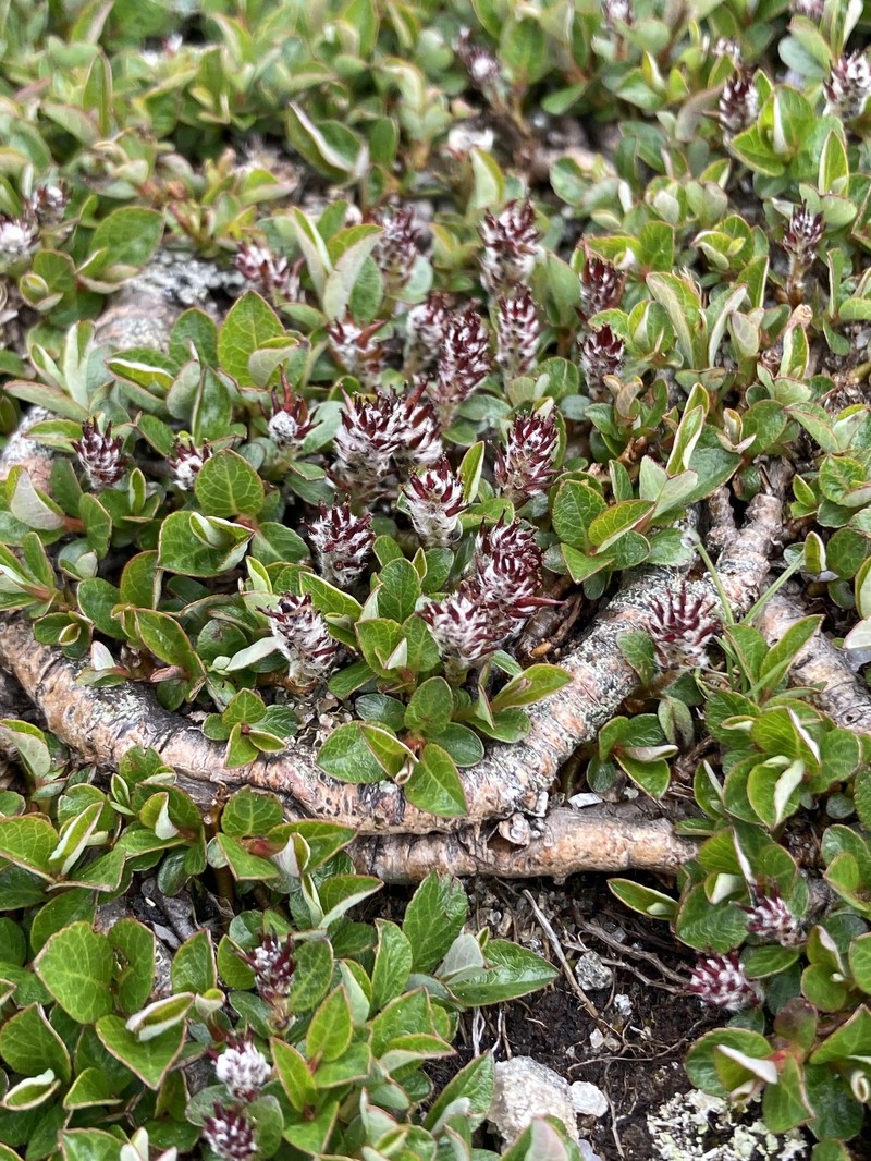 Bearberry Willow