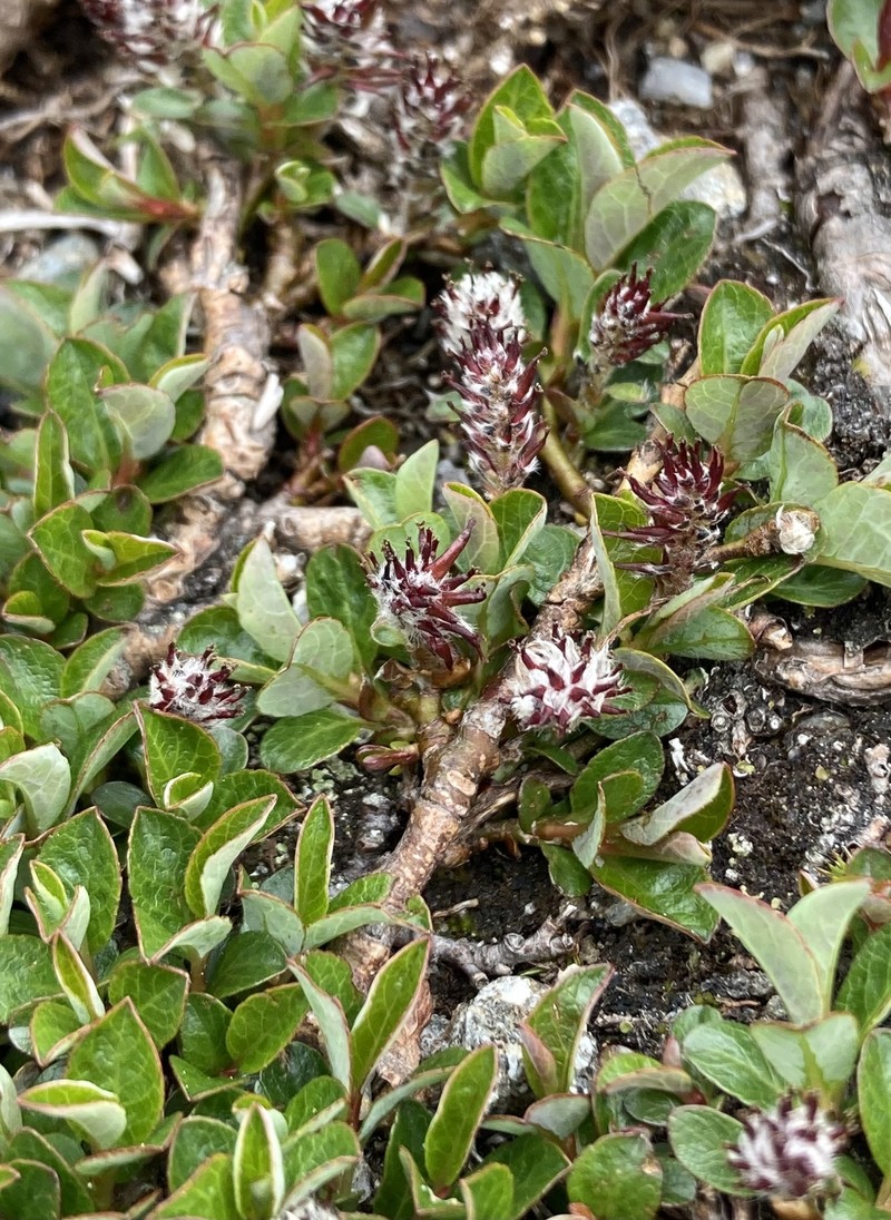 Bearberry Willow photo 3