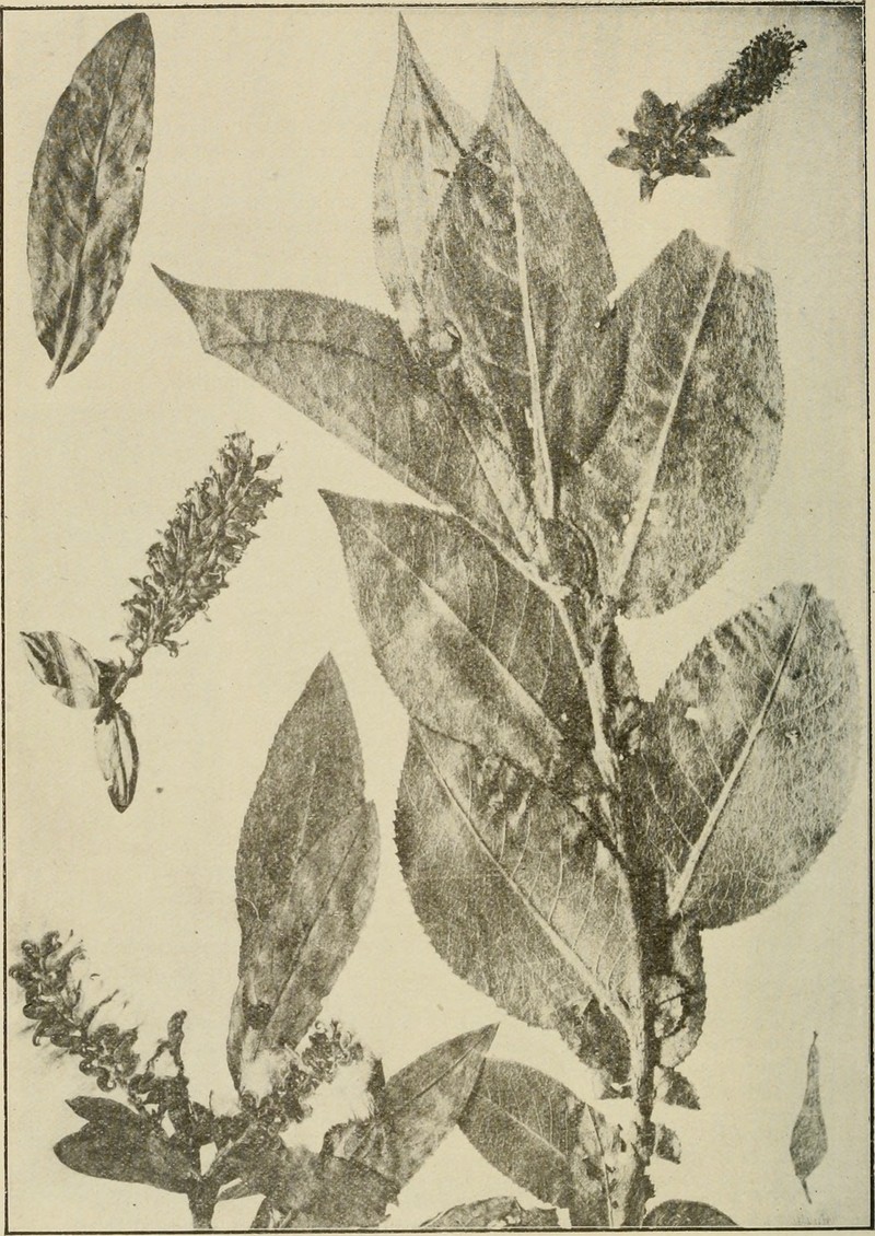 Rock Willow photo 2