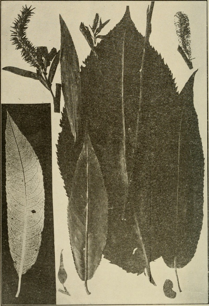 Rock Willow photo 3
