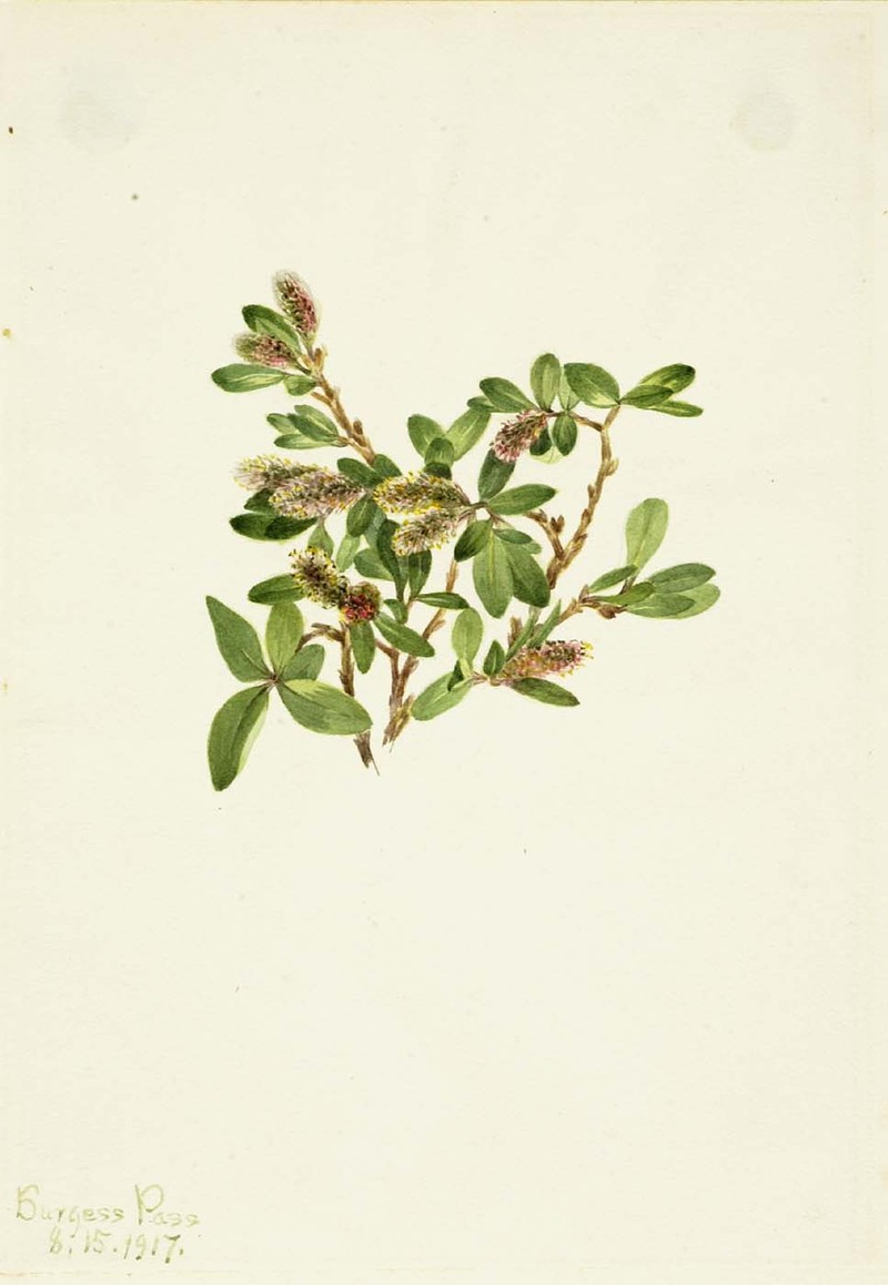 Rock Willow photo 4