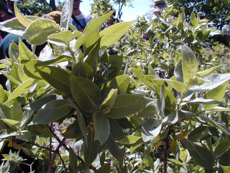 Rock Willow photo 5