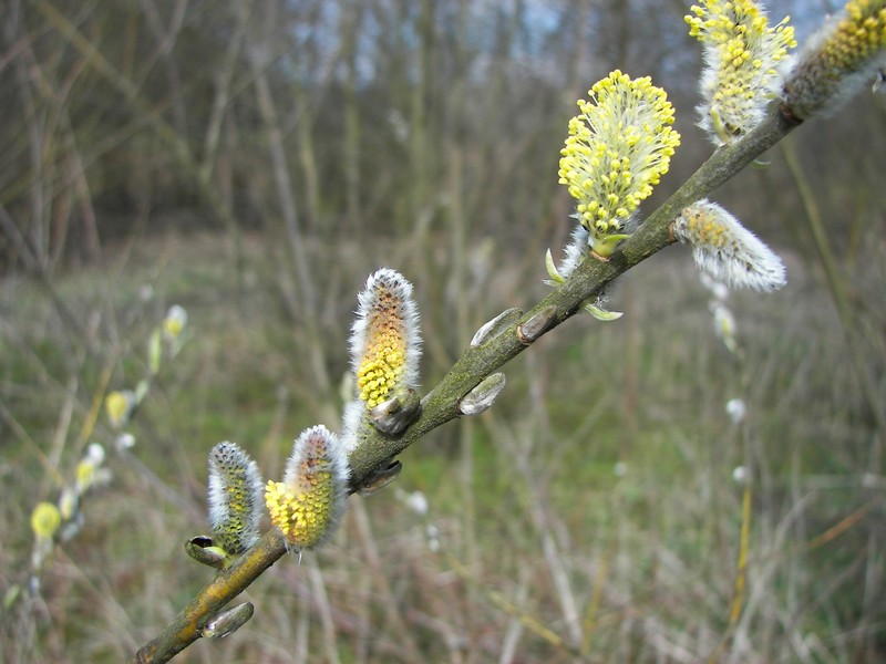Basket Willow photo 5