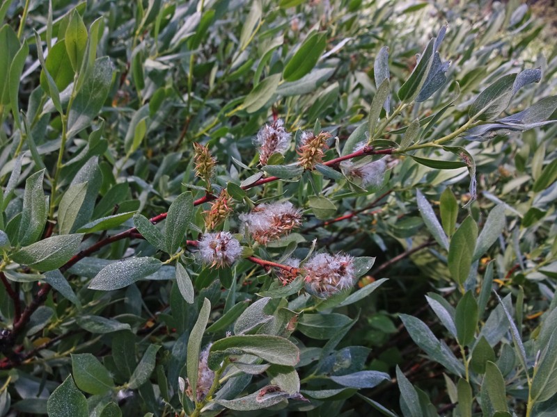 Wolf's Willow