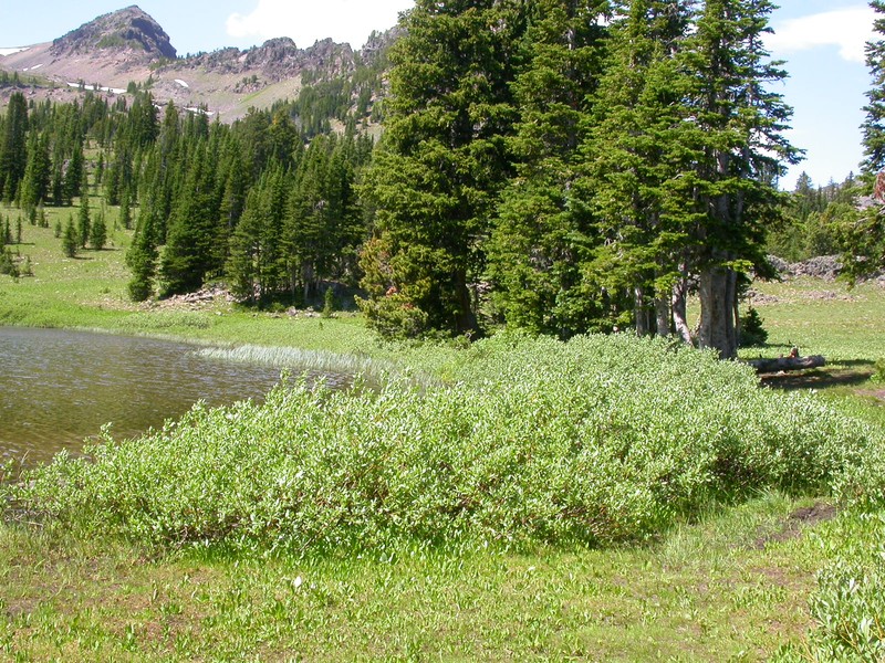 Wolf's Willow photo 5