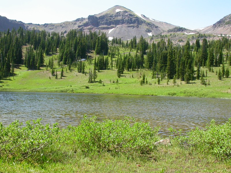 Wolf's Willow photo 6