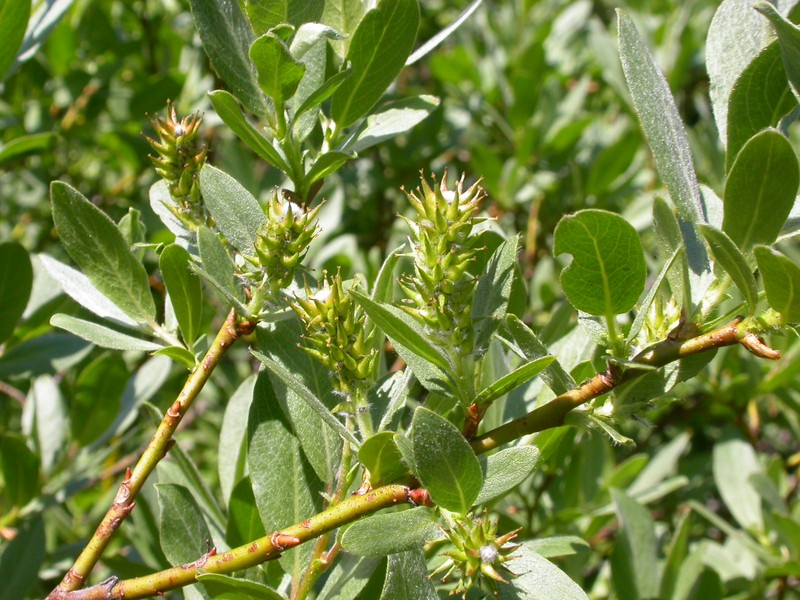 Wolf's Willow photo 2