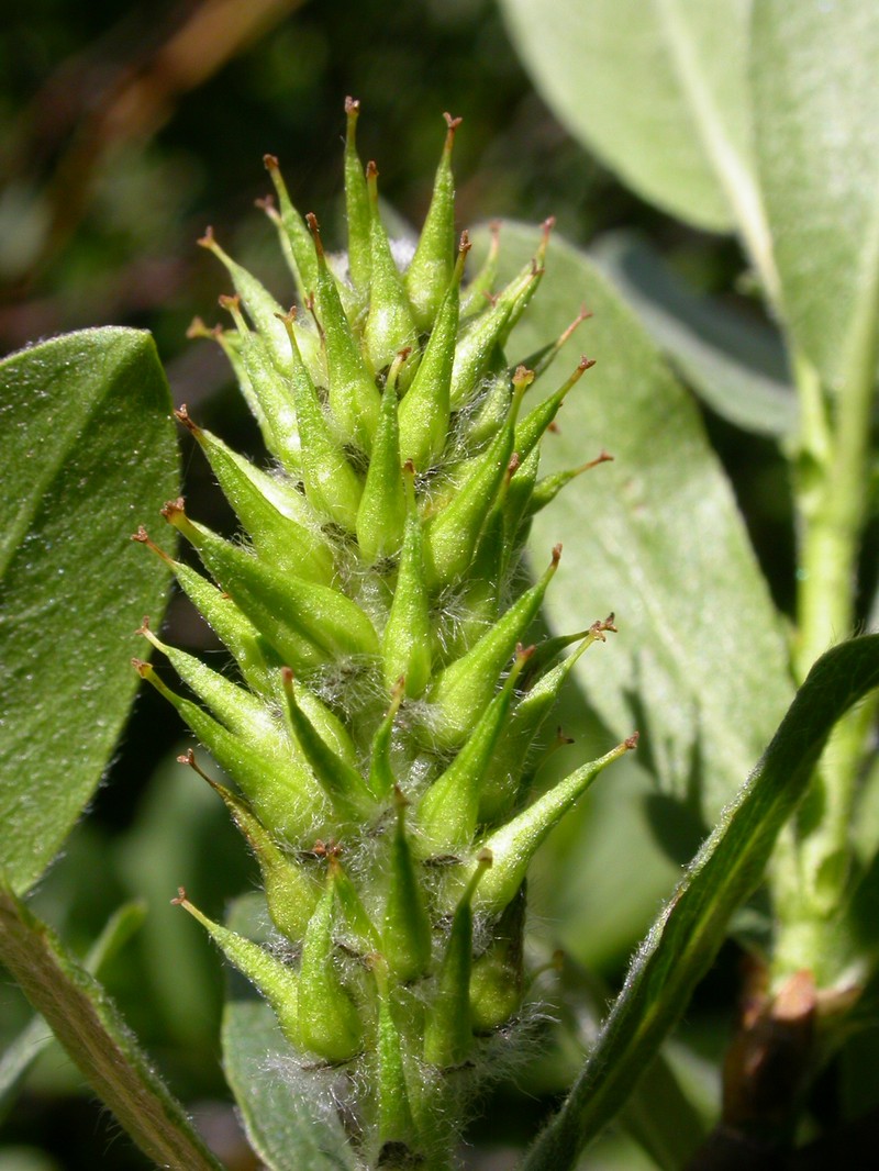 Wolf's Willow photo 3
