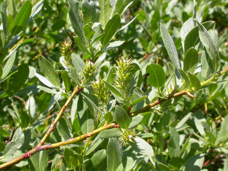 Wolf's Willow photo 4