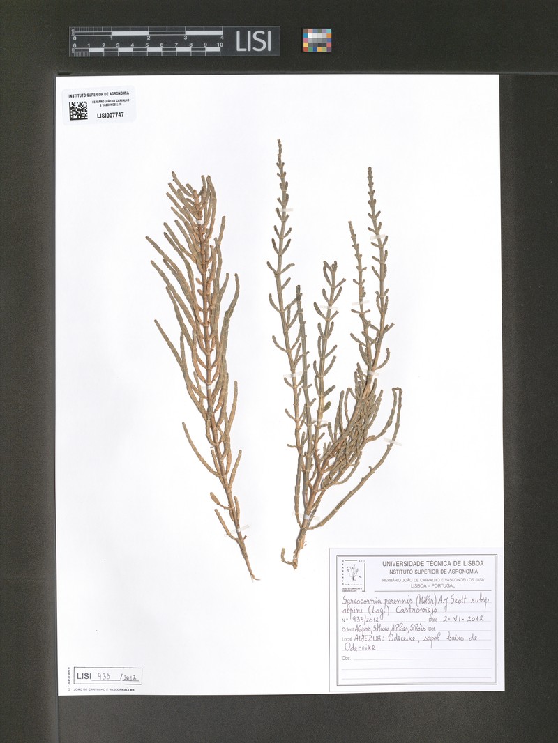 Salicornia alpini subsp. alpini