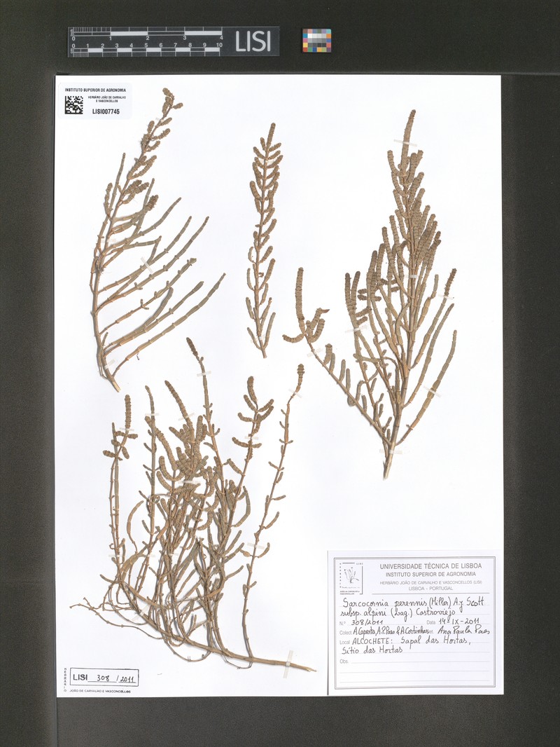 Salicornia alpini subsp. alpini photo 2
