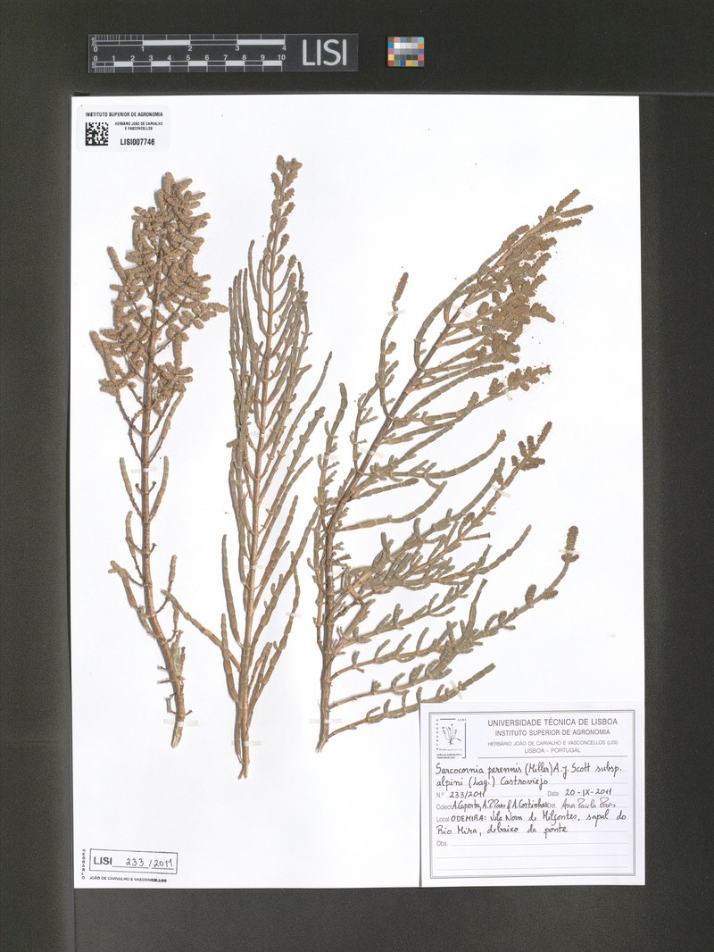 Salicornia alpini subsp. alpini photo 3