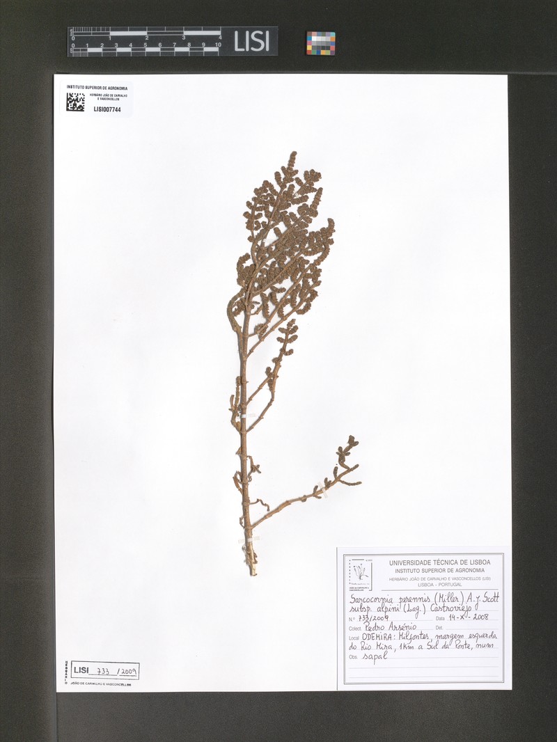 Salicornia alpini subsp. alpini photo 4