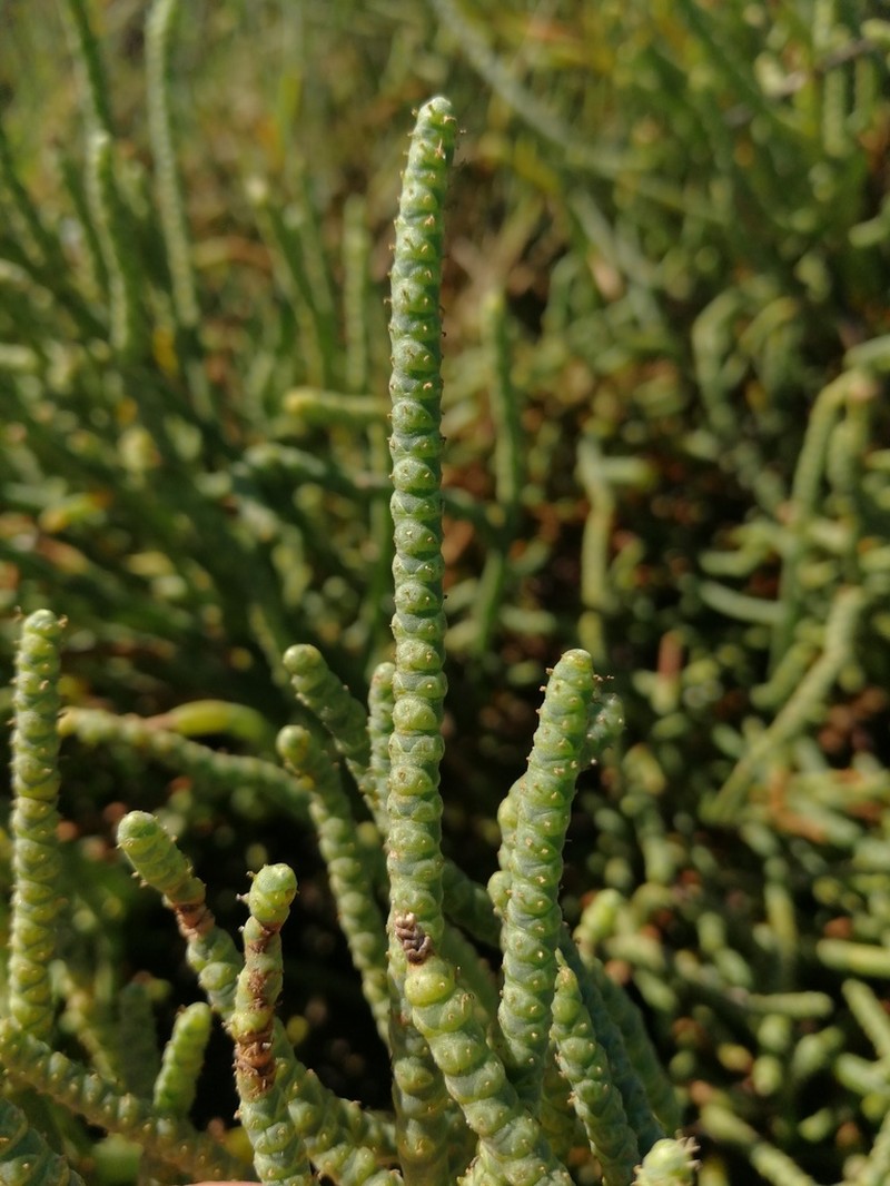 Salicornia ambigua
