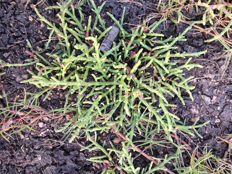 Salicornia ambigua photo 2