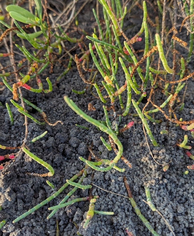 Salicornia ambigua photo 3