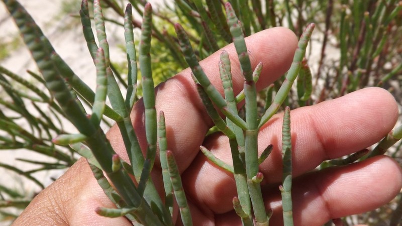 Salicornia ambigua photo 4