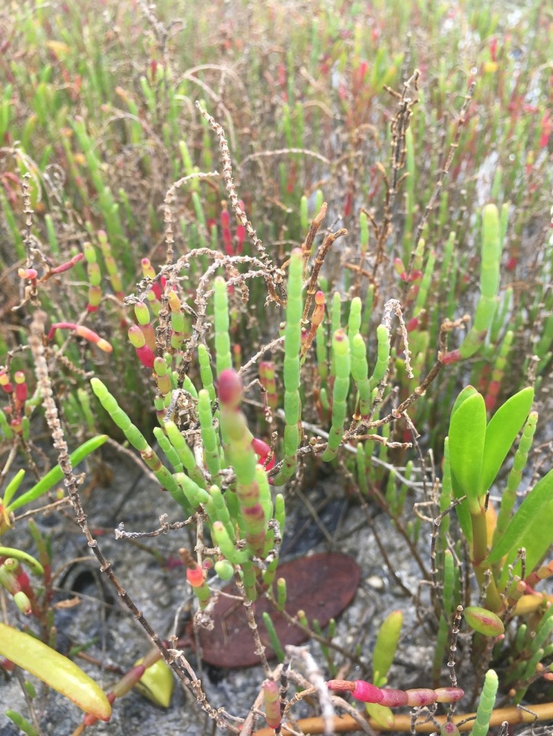 Salicornia ambigua photo 5