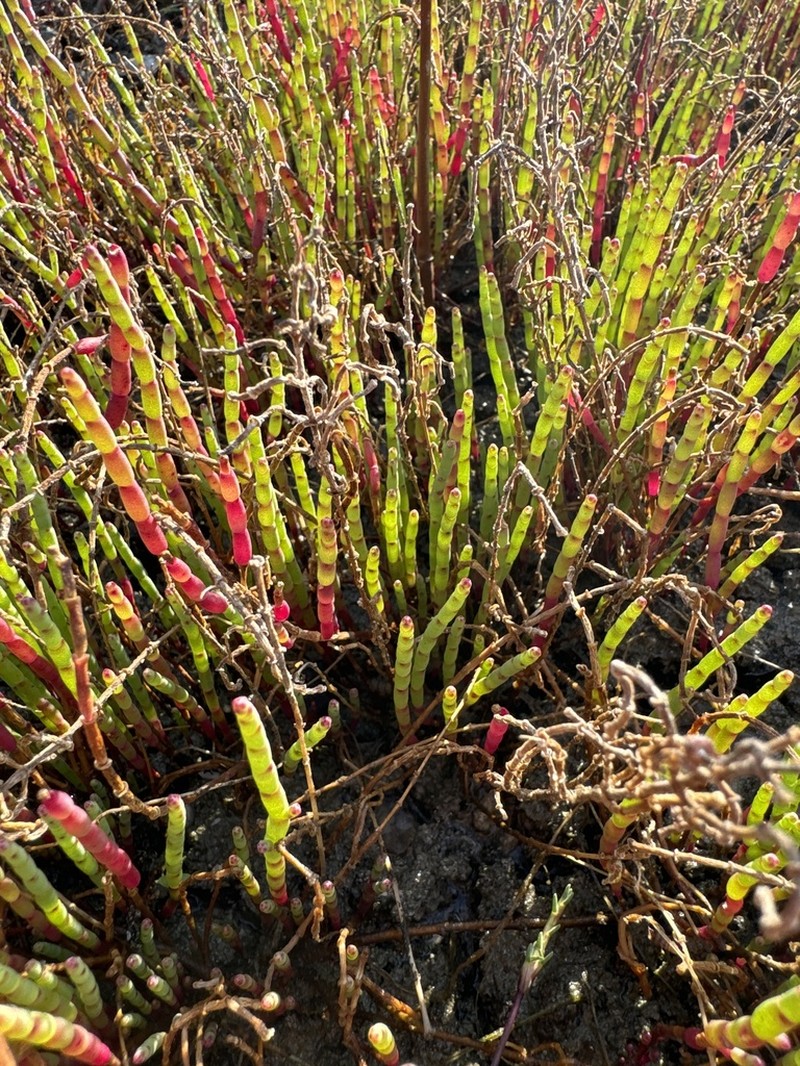Salicornia ambigua photo 6