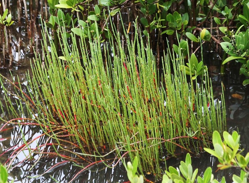 Salicornia ambigua photo 7
