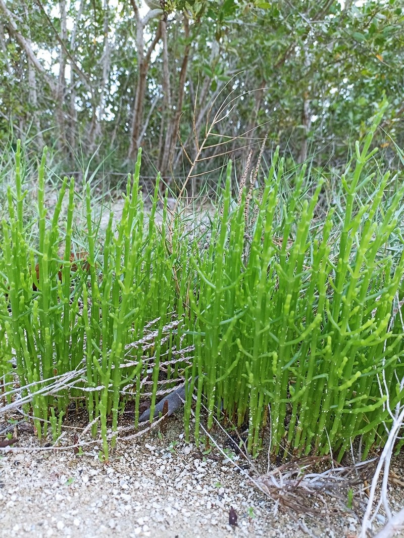 Salicornia ambigua photo 8