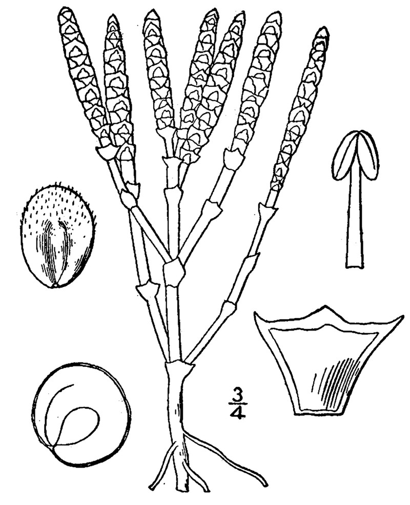 Dwarf Saltwort